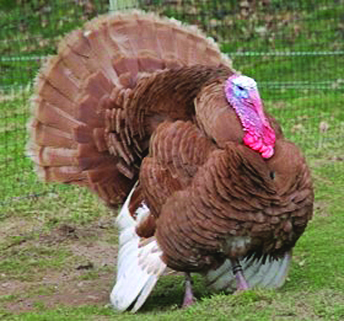 Buff turkey
